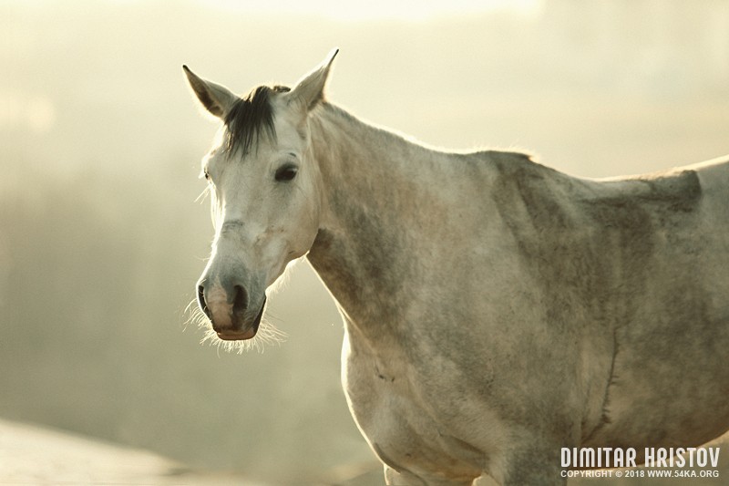 White Horse Vintage Portrait photography horse photography featured animals  Photo