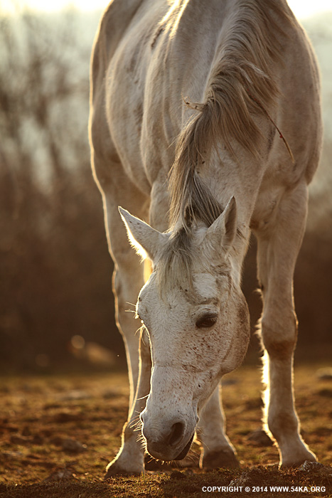 Grazing White Horse photography equine photography animals  Photo