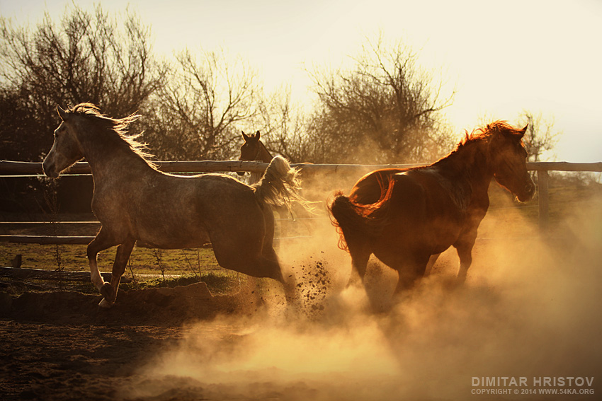 Horse Ranch photography horse photography animals  Photo