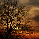 The Sunset Tree