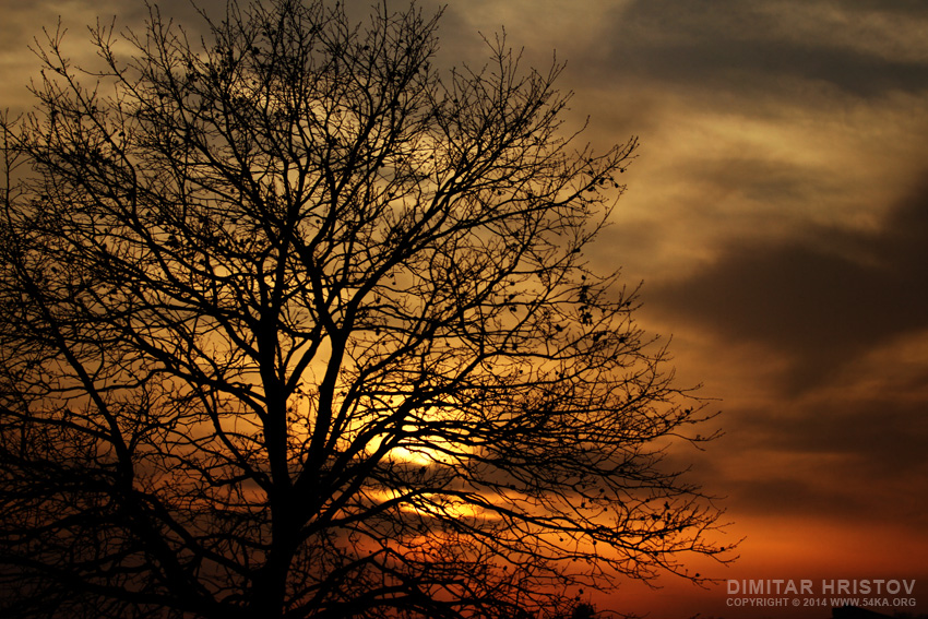 The Sunset Tree photography landscapes featured  Photo