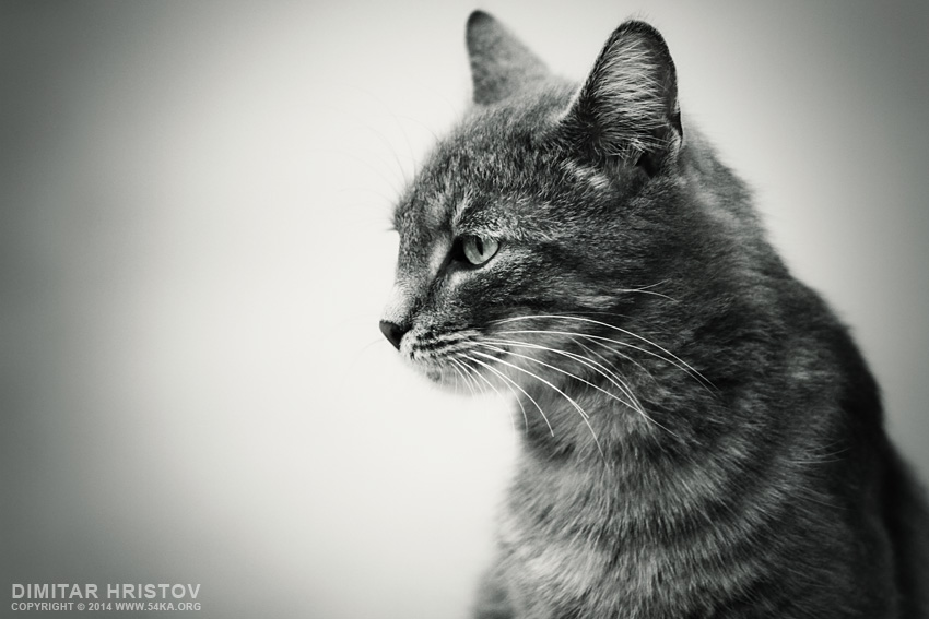 Gray Cat photography featured black and white animals  Photo