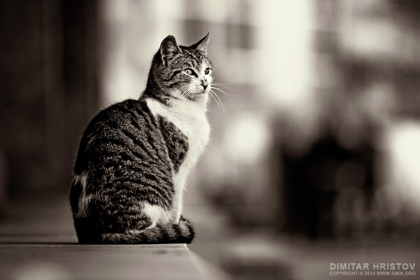 Cute Cat on The Street photography featured black and white animals  Photo