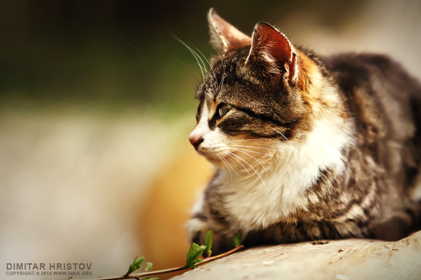 Fluffy Cat photography featured animals  Photo