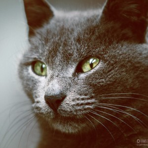 Green Eyes Cat
