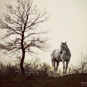 Lonely Horse