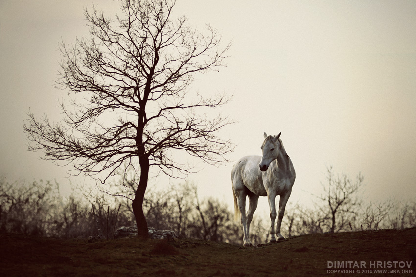 Lonely Horse photography featured equine photography animals  Photo