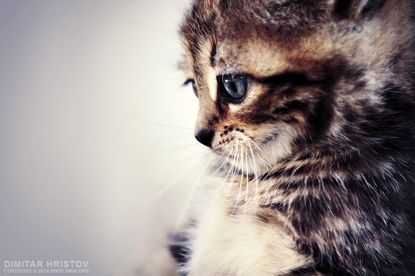 Cute Kitty photography featured animals  Photo