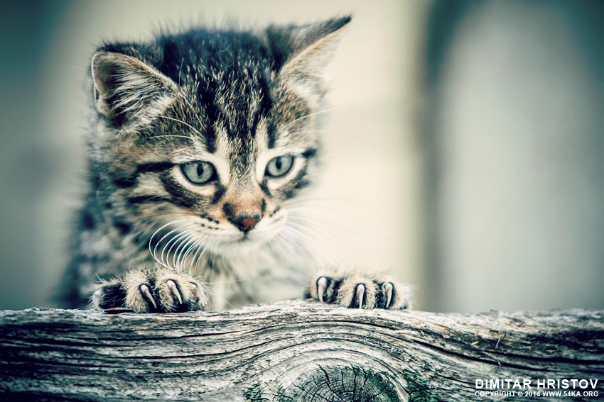 Cute kitty looking behind a fence photography animals  Photo