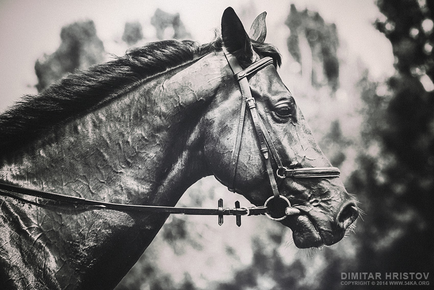 Black and White Horse Art Portrait photography horse photography featured black and white animals  Photo