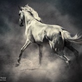 White Horse in Dust – Equestrian Beauty
