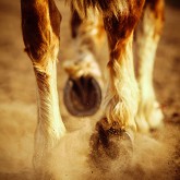 Horse Dust and Hooves