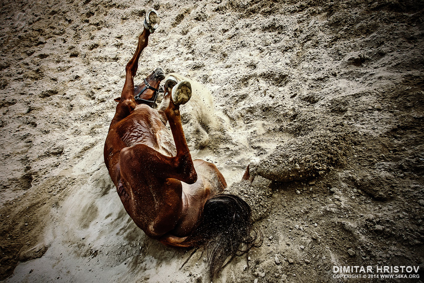 Horse rolling in the cloud of dust photography horse photography featured animals  Photo