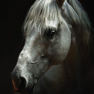 White horse portrait – Horse head