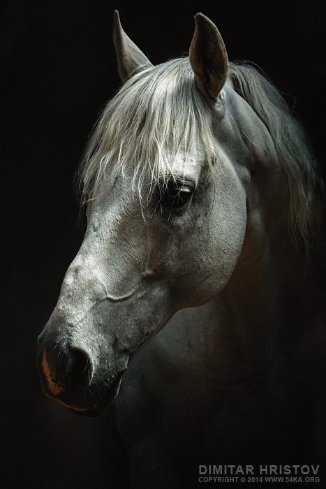 white horses face