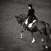 Black Horse Dressage – Equestrian sport