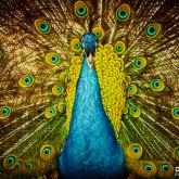 Beautiful Colorful Peacock