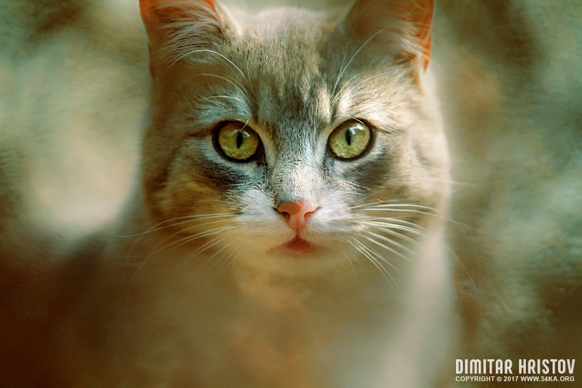The Cat Eyes photography featured animals  Photo