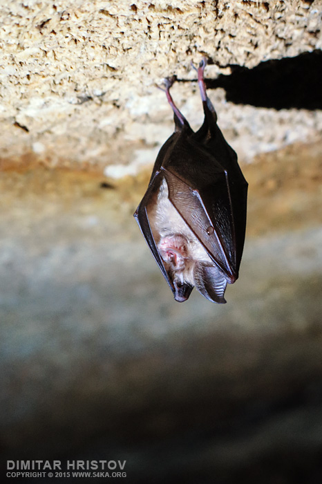 Bat in a cave photography animals  Photo