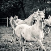 Galloping white horses