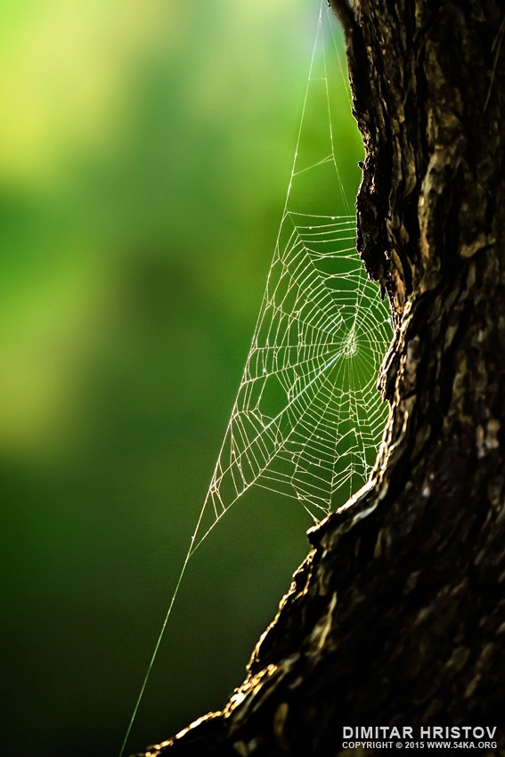 Spider web photography other  Photo