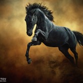 The Black Stallion in Dust