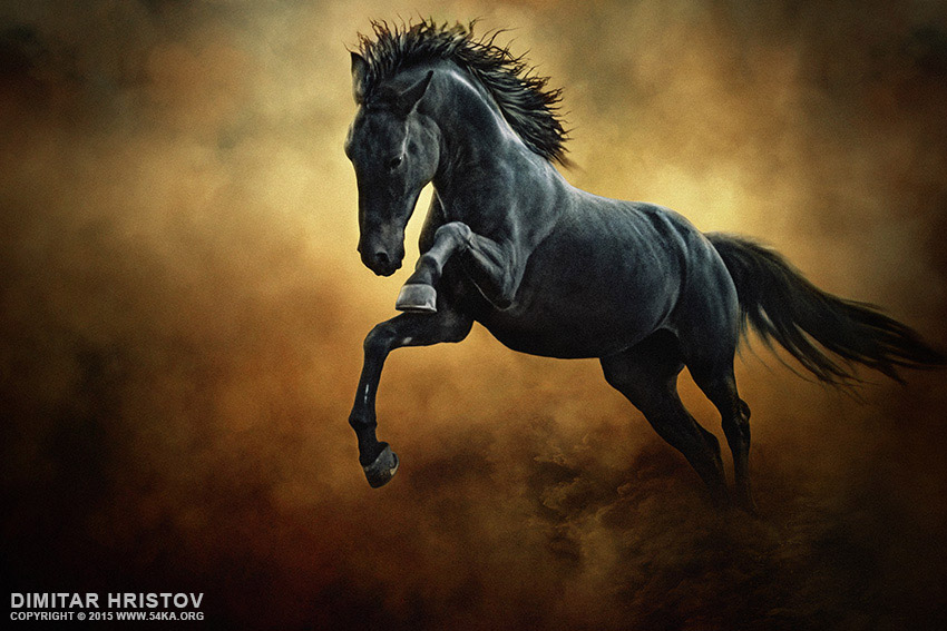 The Black Stallion in Dust photography photomanipulation horse photography featured animals  Photo
