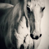 White horse close up portrait
