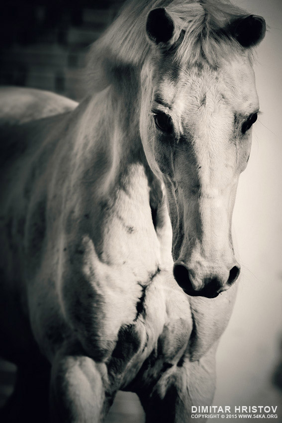 White horse close up portrait photography featured equine photography black and white animals  Photo