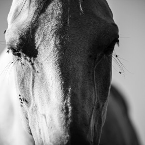 White horse stallion portrait