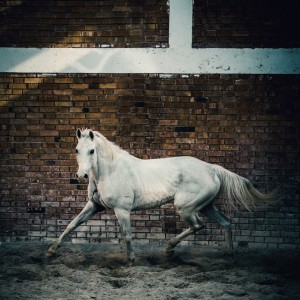 Arab white horse in paddock