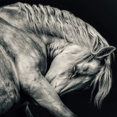 Arabian white horse portrait