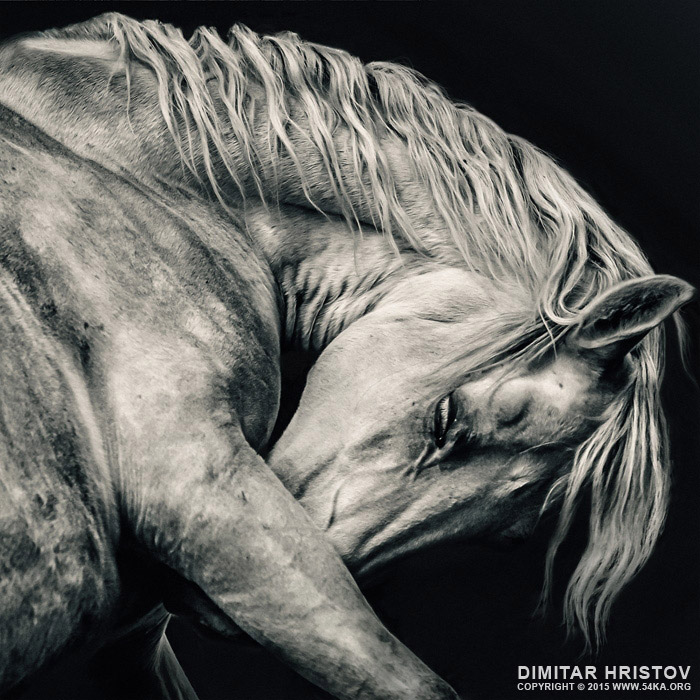 Arabian white horse portrait photography horse photography featured black and white animals  Photo