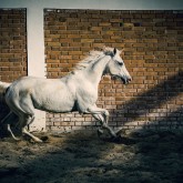 Beautiful arabian white horse