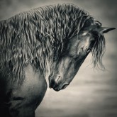 Beautiful friesian horse stallion