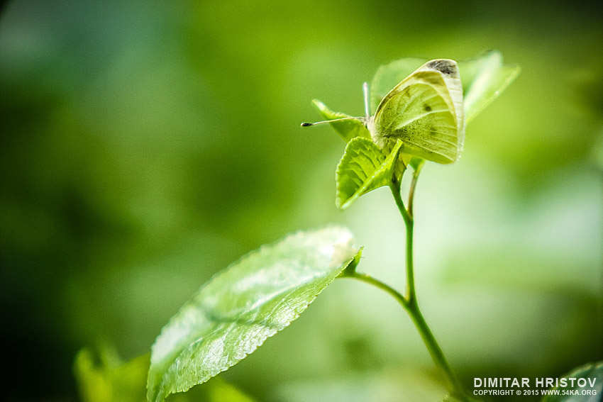 Beautiful Green Butterfly photography macro featured  Photo