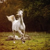 Beautiful white arabian horse in the forest