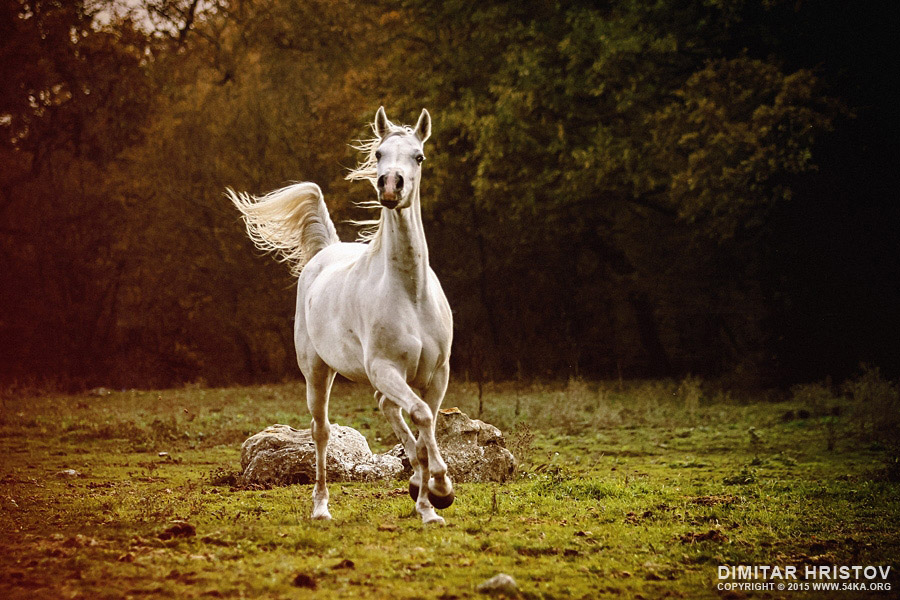 Beautiful white arabian horse in the forest photography horse photography featured animals  Photo