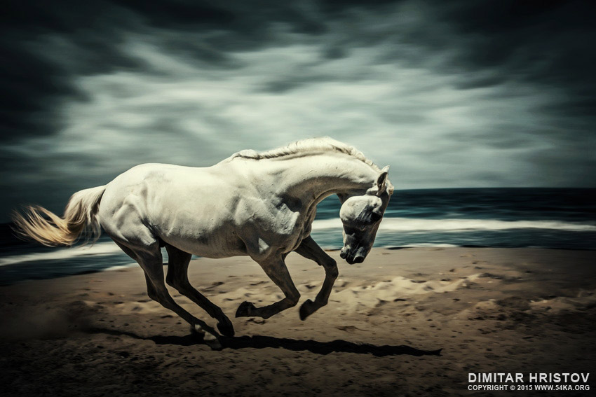 horse running on the beach