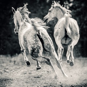 Two white horses galloping