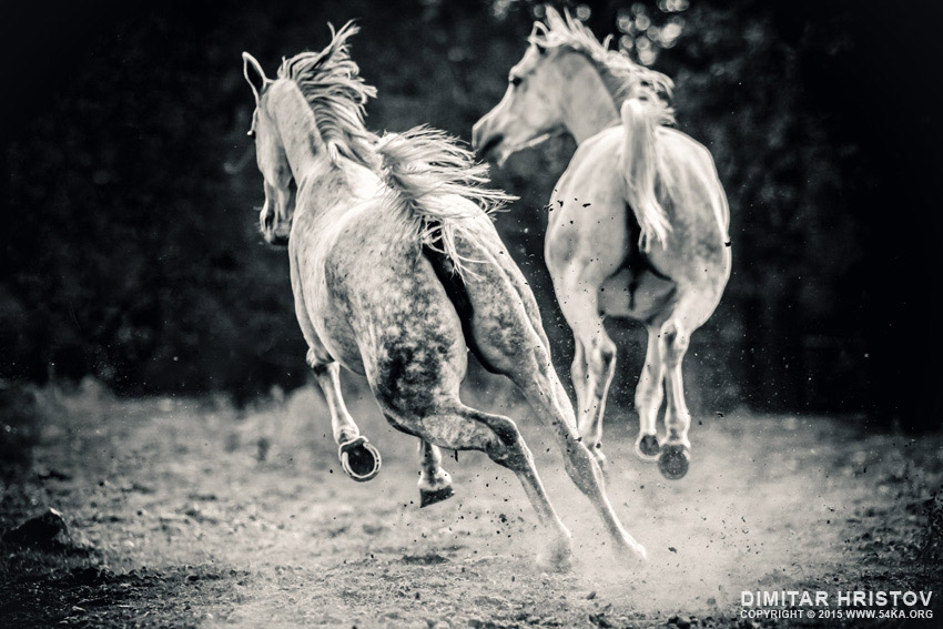Two white horses galloping photography featured equine photography black and white animals  Photo