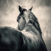 Outdoor profile horse head portrait – Equestrian photography