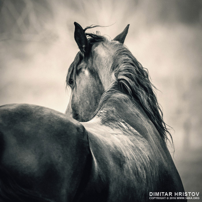 Outdoor profile horse head portrait   Equestrian photography photography horse photography featured black and white animals  Photo