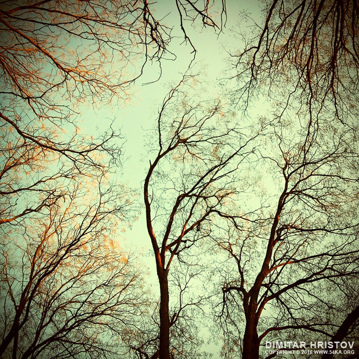 Upper Branches Of Woods photography other featured  Photo