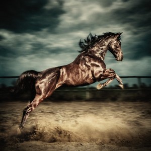 Beautiful wild stallion jumping in dust – equestrian photography on the stormy sky