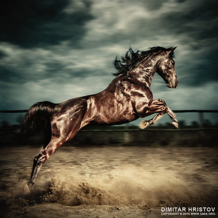 Beautiful wild stallion jumping in dust   equestrian photography on the stormy sky photography horse photography featured animals  Photo