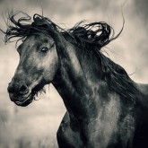 Really happy horse – Equestrian emotions