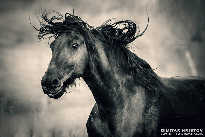 Really happy horse   Equestrian emotions photography horse photography black and white animals  Photo