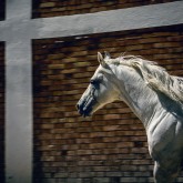 White horse in the stud
