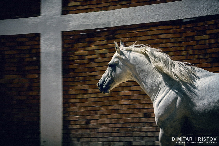 White horse in the stud photography horse photography animals  Photo